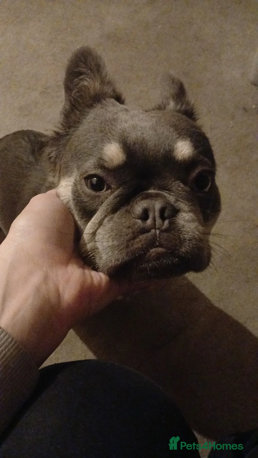 French Bulldog dogs for sale: Fluffy French Bulldog  - Advert 2
