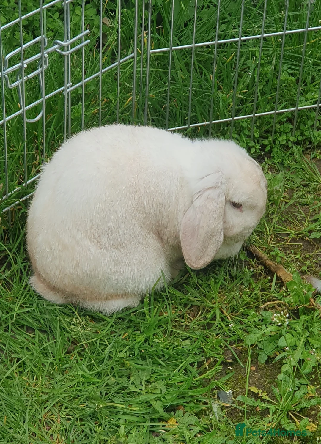 French Lop rabbits for sale: 2 Gorgeous Plush French Mini Lops 6 Months Old - Advert 8