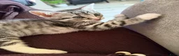 Bengal cats for sale: Beautiful baby kitten❤️ - Advert 17