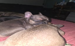French Bulldog dogs for sale: Frenchie puppies - Image 13