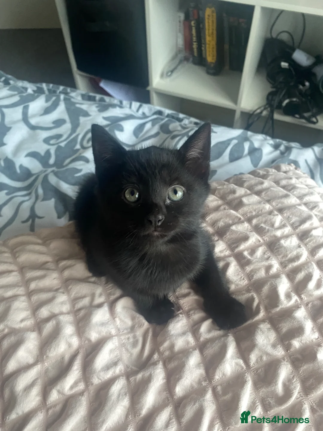 Mixed Breed cats for sale: Two kittens female for sale - Advert 7