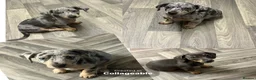 Jackshund dogs for sale: Ready for there forever homes  - Advert 2