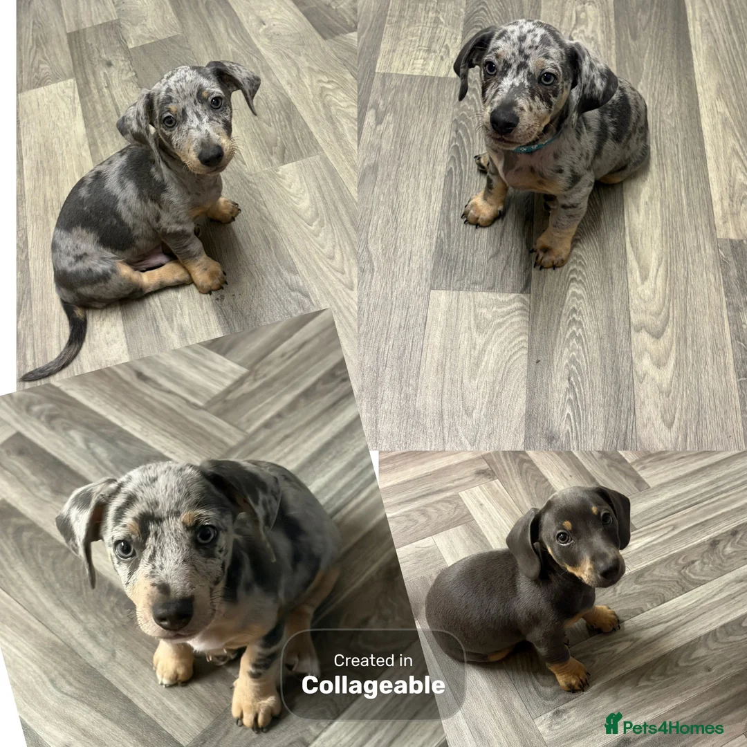 Jackshund dogs for sale: Ready for there forever homes  - Advert 2
