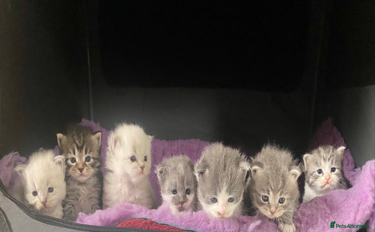 Siberian cats - Advert 12