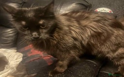 Maine Coon cats for sale: 2 X Female Tabby pure bred Maine Coon kittens  - Image 4