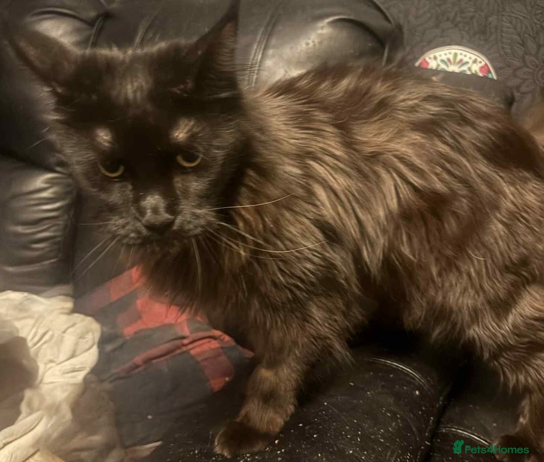 Maine Coon cats for sale: 2 X Female Tabby pure bred Maine Coon kittens  - Image 4