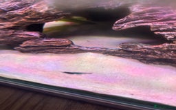 Corys fish for sale: The whole fish tank for sale  - Image 3