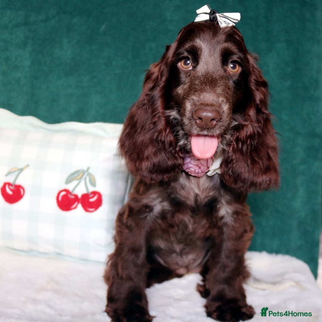 Cocker Spaniel dogs for sale: Gorgeous show cocker spaniel puppies for sale  - Image 16