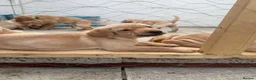 Labrador Retriever dogs for sale: KC Reg Fox Red / Blonde  Lab Puppies – Home Reared - Advert 8