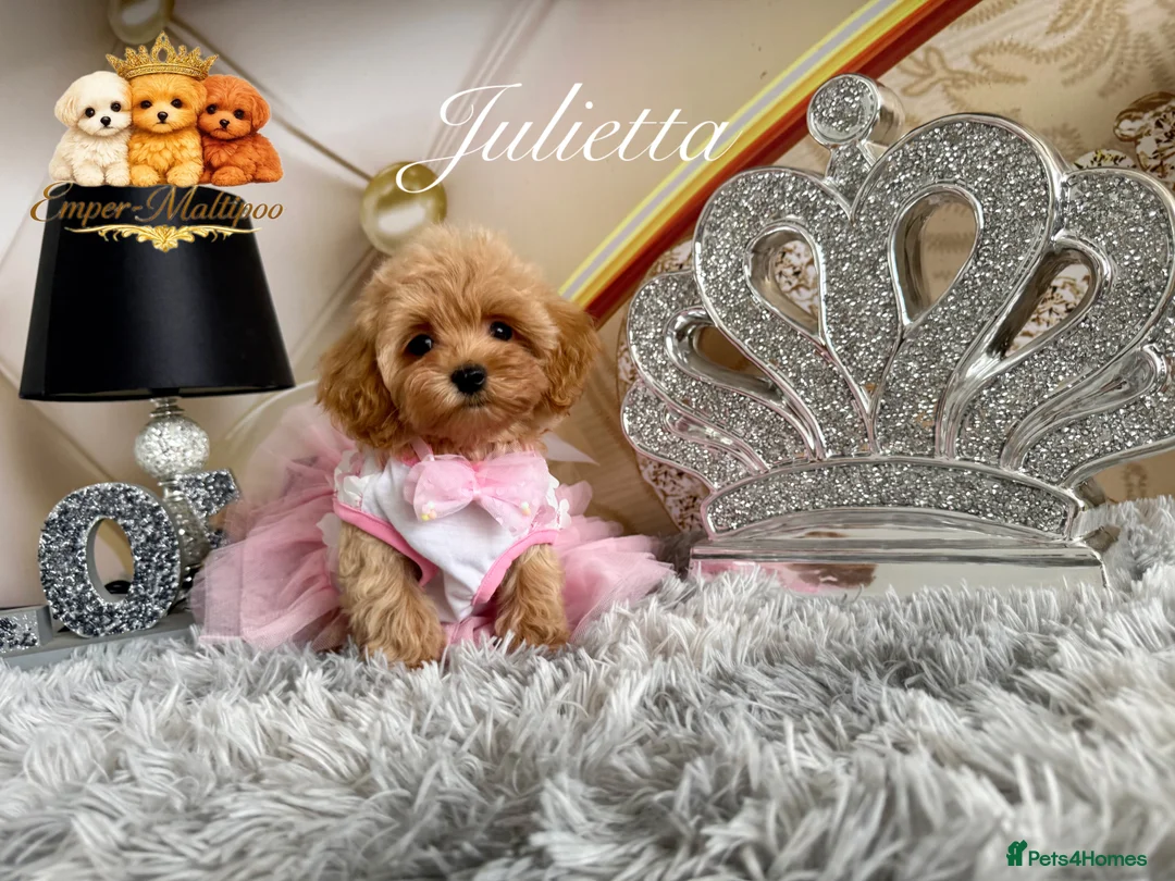 Maltipoo dogs for sale: Tiny teddy Maltipoo- from Asian teddy poodle dad - Advert 2