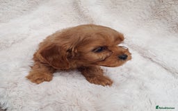 Cavapoo dogs for sale: Beautiful F1 Cavapoo Pups  - Image 17