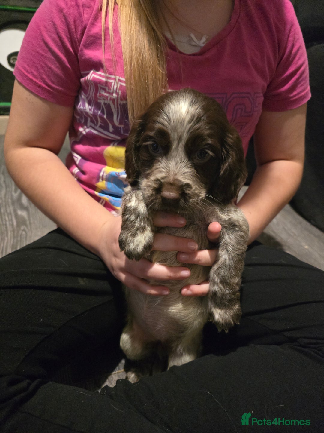 Sprocker dogs for sale: 3 female sprocker puppies - Advert 6