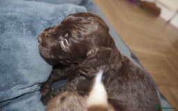 Cockapoo dogs for sale: Gorgeous cockerpoo  puppies for sale  - Image 9