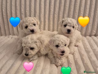 Bichon Frise dogs Pure White Bishon Frise - Advert 4