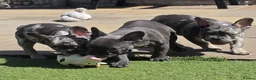 French Bulldog dogs for sale: REDUCED Stunning French Bulldog Pups  - Advert 16