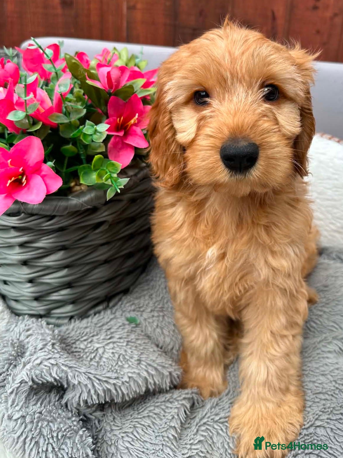Australian Labradoodle dogs Australian Labradoodle-Medium-sized  - Advert 3