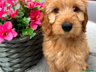 Australian Labradoodle dogs Australian Labradoodle-Medium-sized - Advert 3