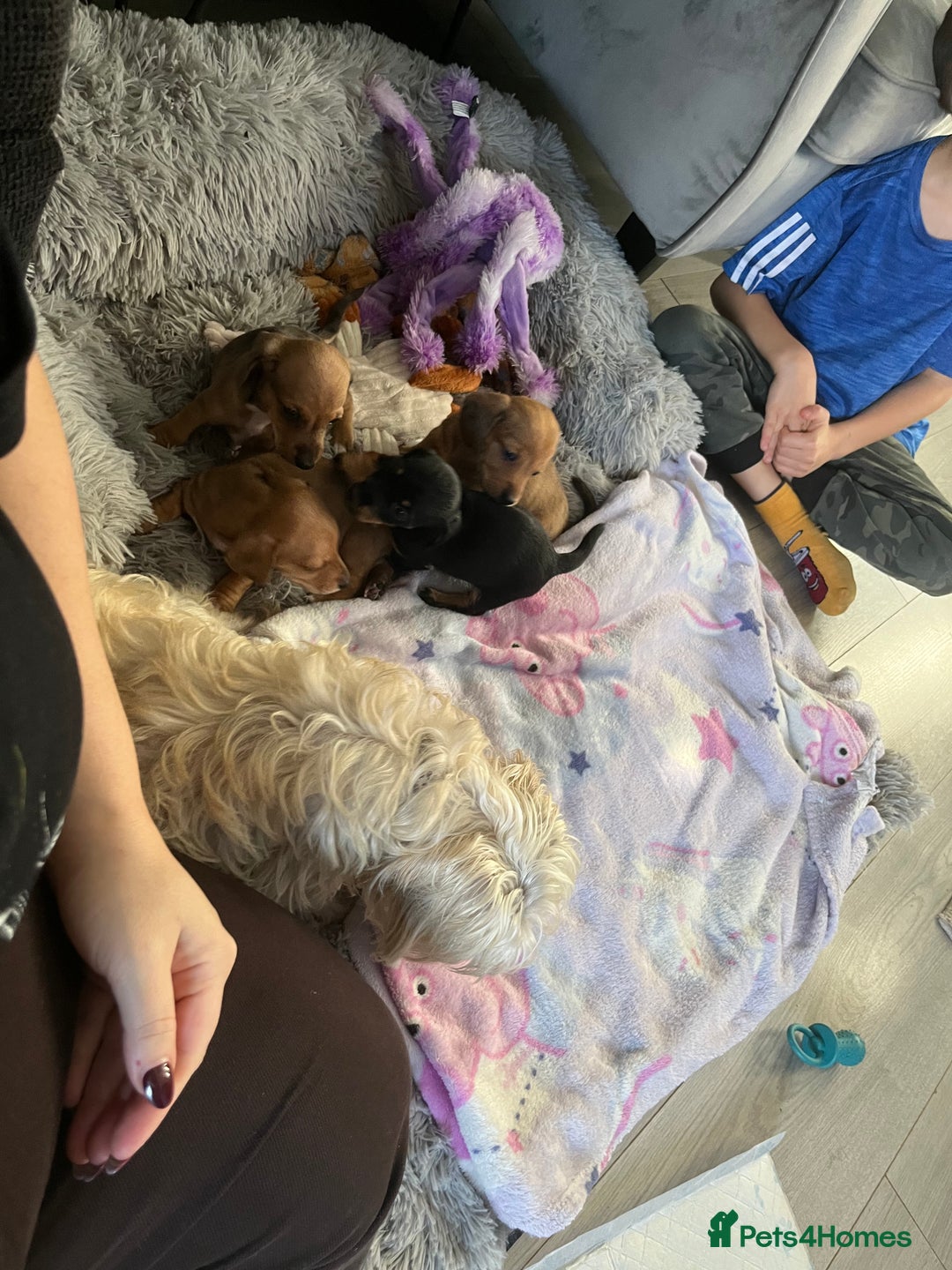 Mixed Breed dogs for sale: Maltese Cross Miniature Dachshund  - Advert 11