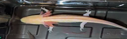 Axolotl reptiles for sale: Beautiful hypo baby Axolotls available last few  - Advert 22