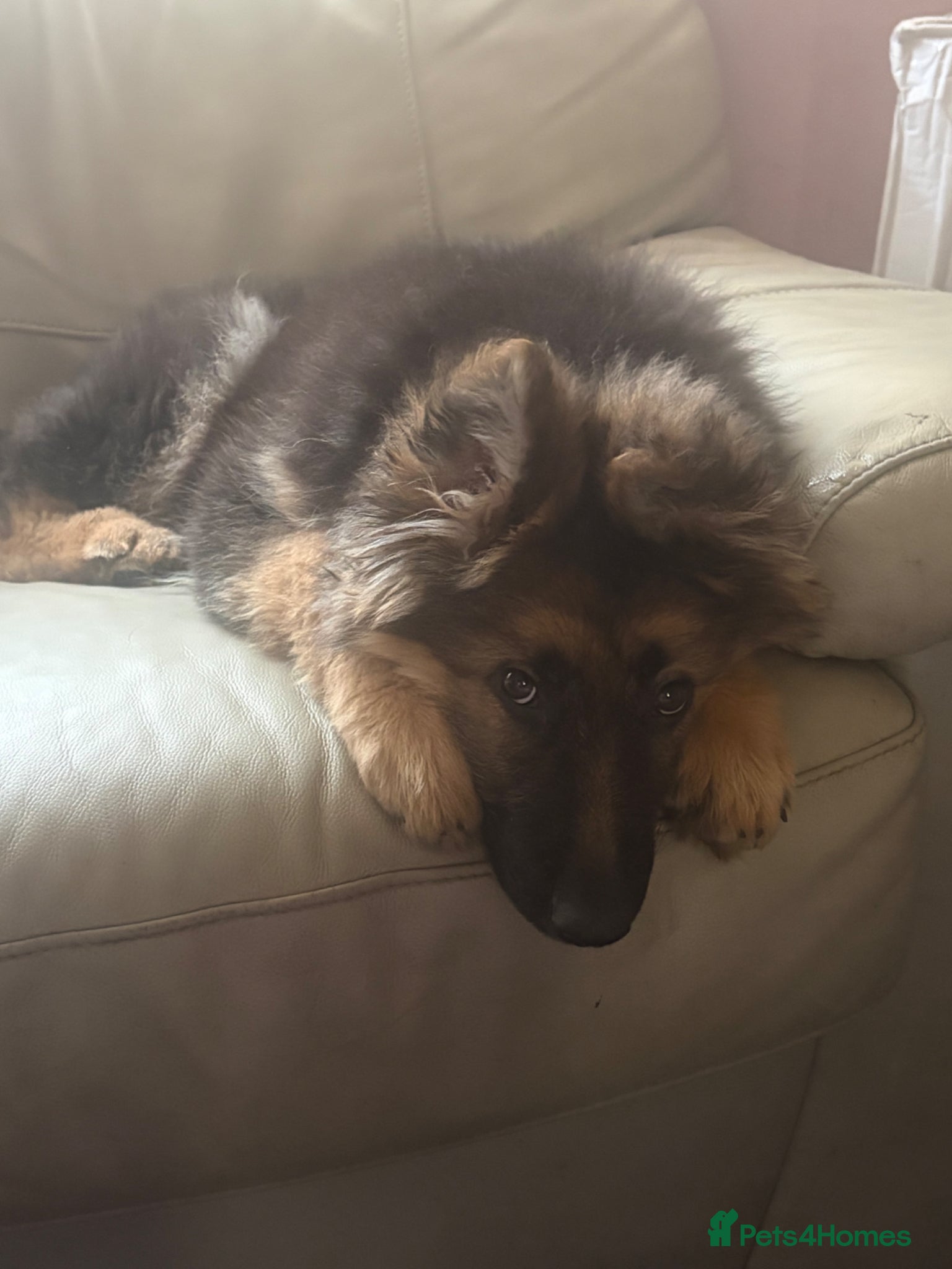 German Shepherd dogs Beautiful German shepherd!!!  - Advert 6