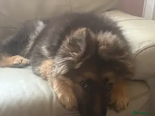 German Shepherd dogs Beautiful German shepherd!!! - Advert 6