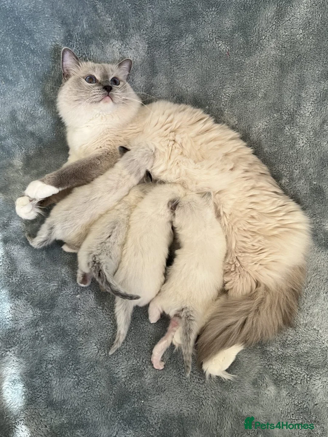 Ragdoll cats for sale: Seal point female ragdoll kitten  - Advert 3