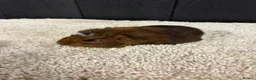Guinea Pig rodents for sale: Baby Guinea pigs - Advert 9
