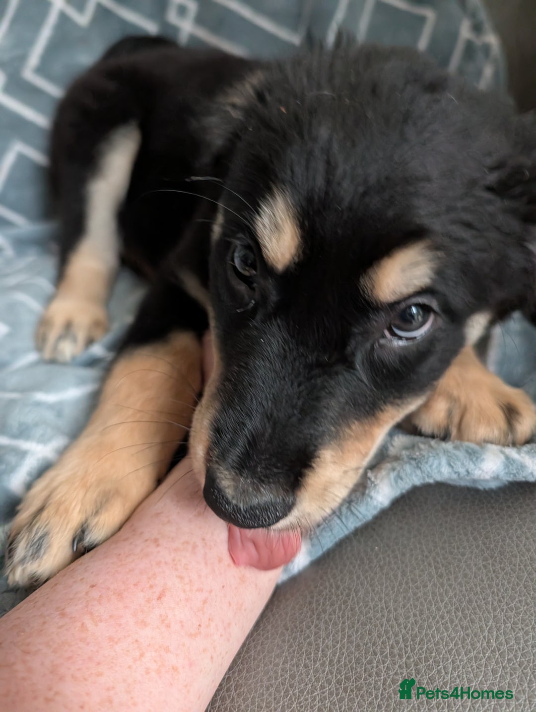 Mixed Breed dogs for sale: Male Collie cross Golden retriever  - Image 2