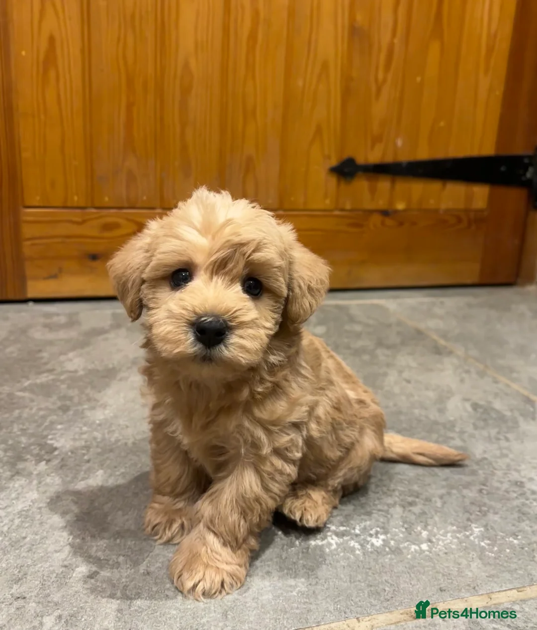 Westiepoo dogs for sale: 5 stunning westiepoo puppies for sale in Northallerton - Advert 22