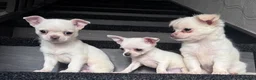 Chihuahua dogs for sale: Amazing puppys in hull - Advert 13