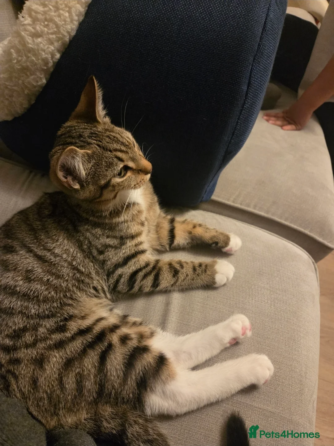 Mixed Breed cats for sale: Boots and Bandit in Luton - Advert 2