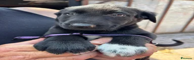 Huntaway Puppy 1 - Purple Collar 