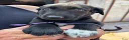 Huntaway dogs for sale: Beautiful Huntaway X Collie Pups - Advert 27