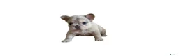French Bulldog dogs for sale: Fluffy French Bulldogs - Advert 26