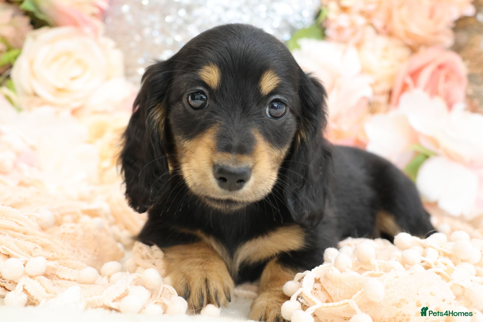 Miniature Dachshund dogs KC Longhair Miniature Dachshund Puppies - Advert 12
