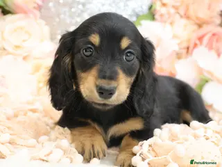 Miniature Dachshund dogs KC Longhair Miniature Dachshund Puppies - Advert 12