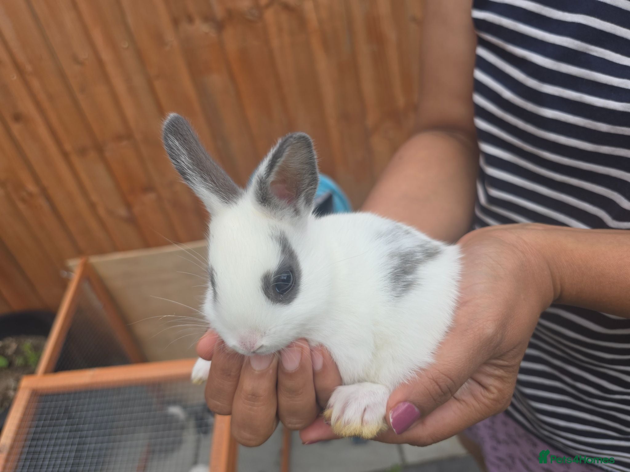 Dutch rabbits Adorable cute bunnies available, mixed gender. - Advert 16