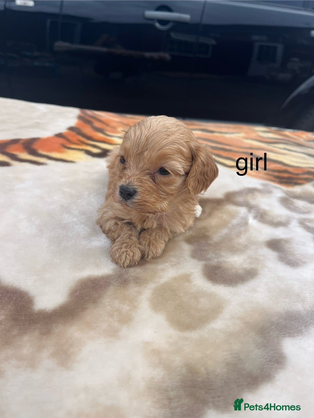 Cocker Spaniel dogs for sale: cocker spaniel puppies - Image 3