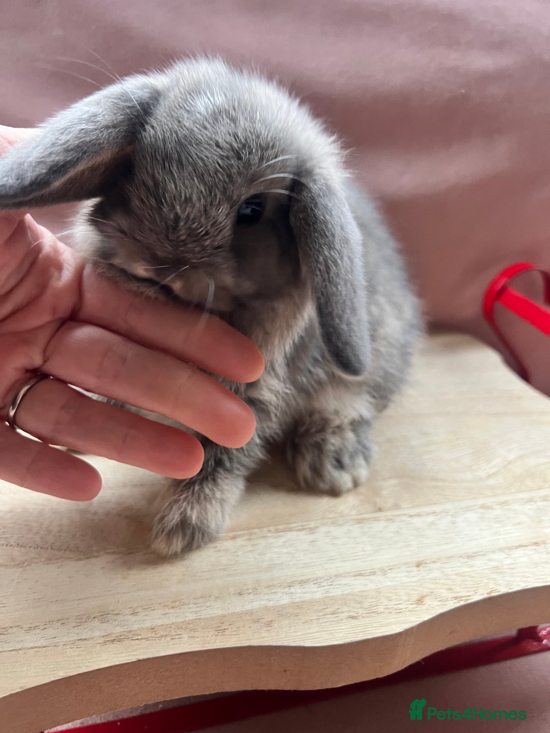 Mini Lop rabbits for sale: Gorgeous baby Mini Lops  - Advert 17
