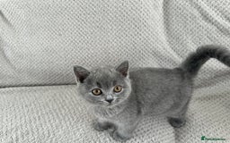 British Shorthair cats for sale: READY NOW 😻Pedigree BSH with perks in Swindon - Image 11