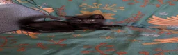 Mixed Breed cats for sale: Three adorable male kittens for sale. - Advert 4