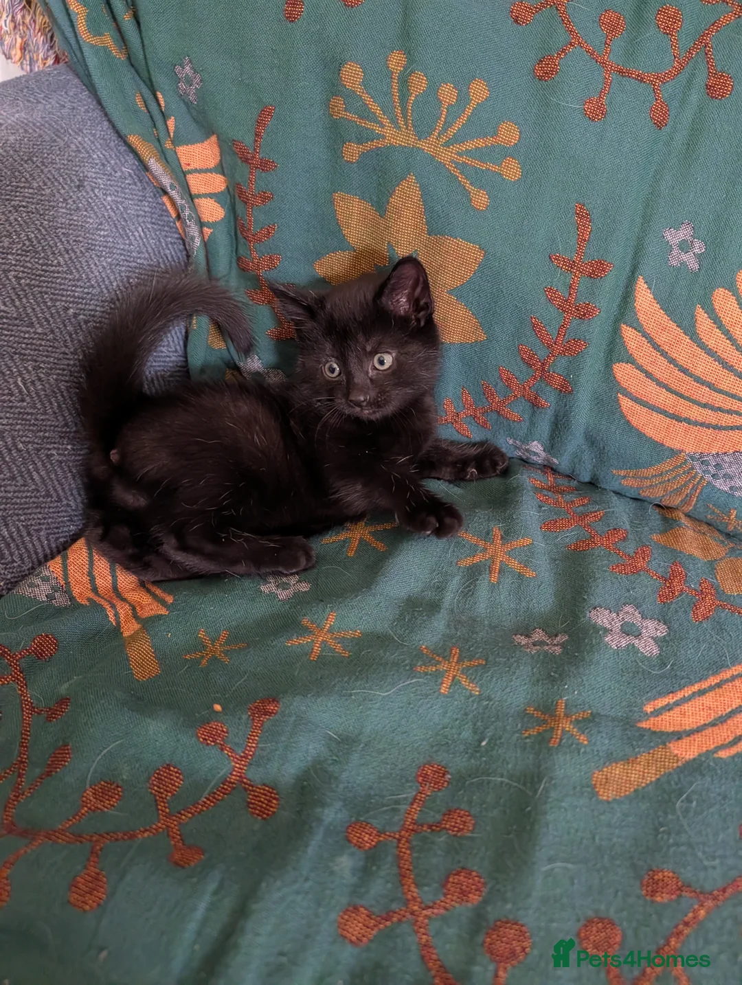 Mixed Breed cats for sale: Three adorable male kittens for sale. - Advert 4