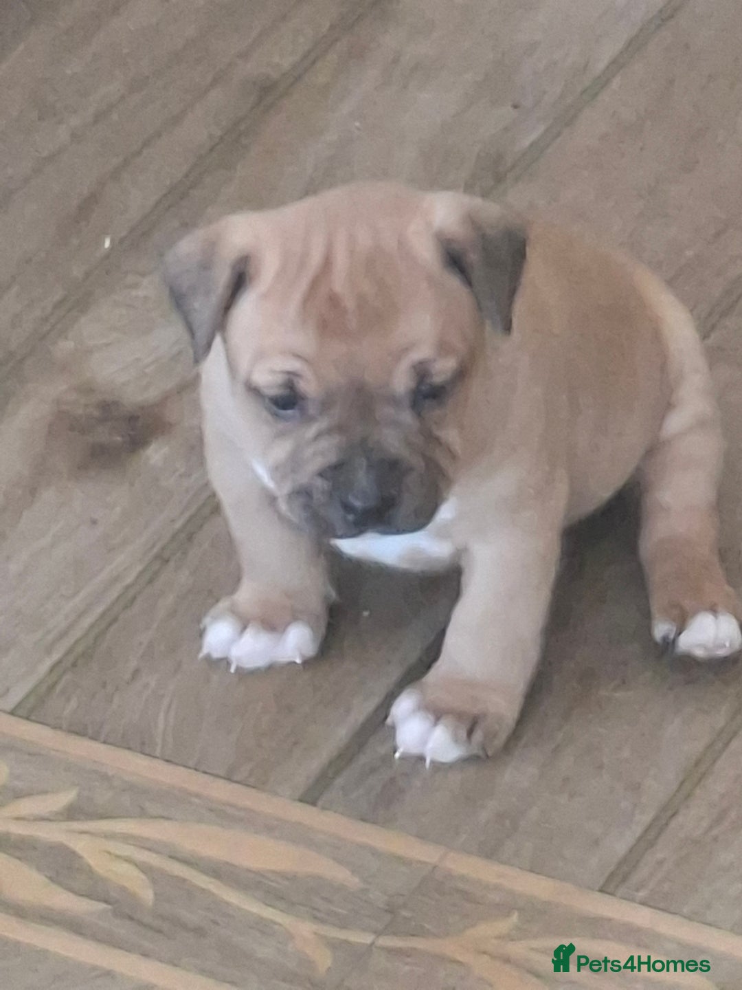 Staffordshire Bull Terrier dogs for sale: Beautiful big puppies  - Image 3
