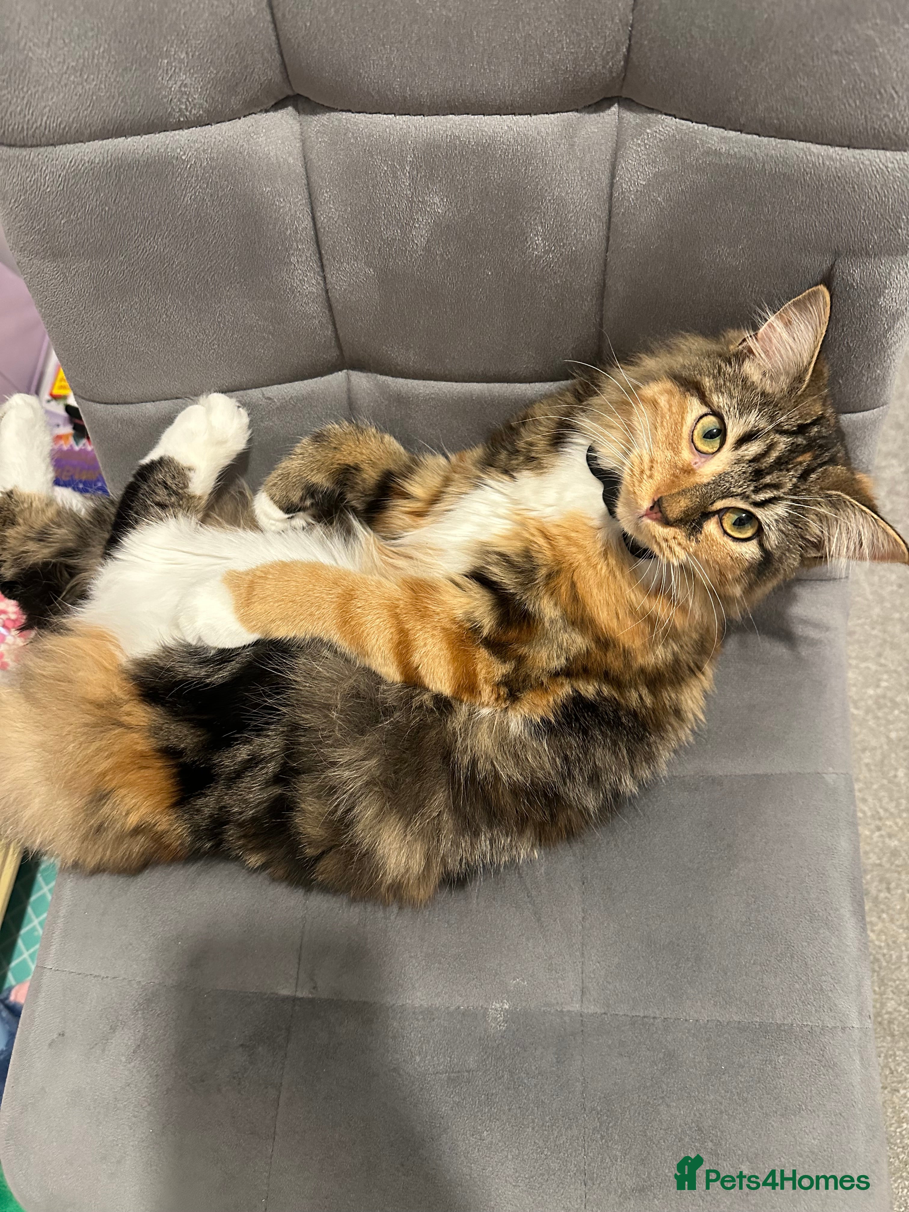 British Longhair cats Female 9 month old kitten - Advert 5