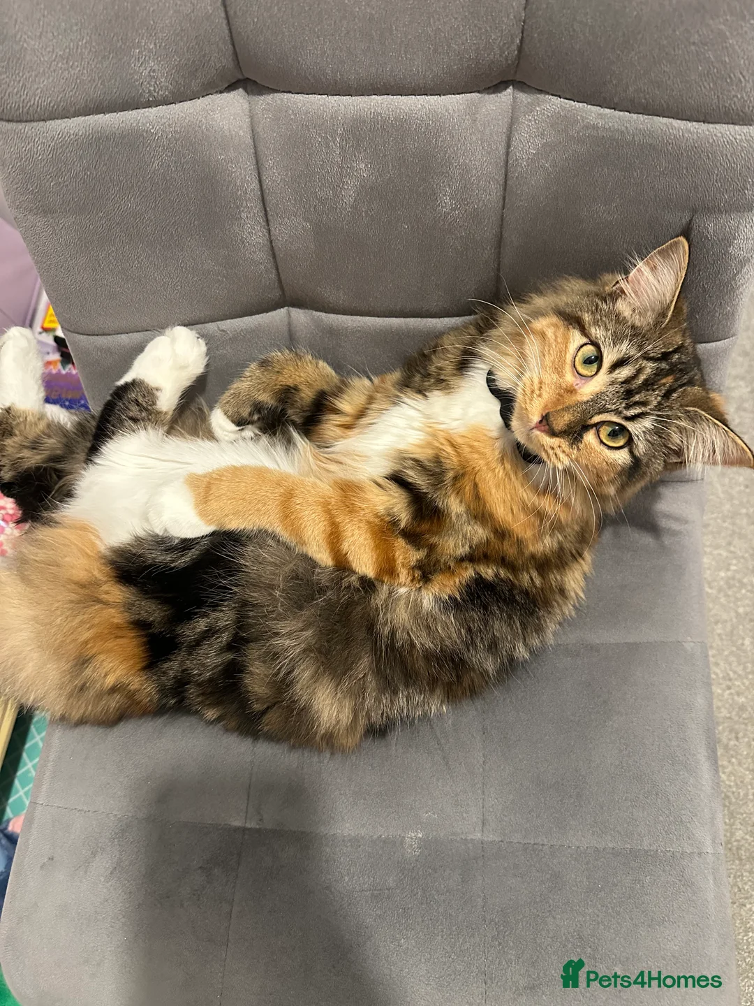 British Longhair cats for sale: Female 9 month old kitten - Advert 1