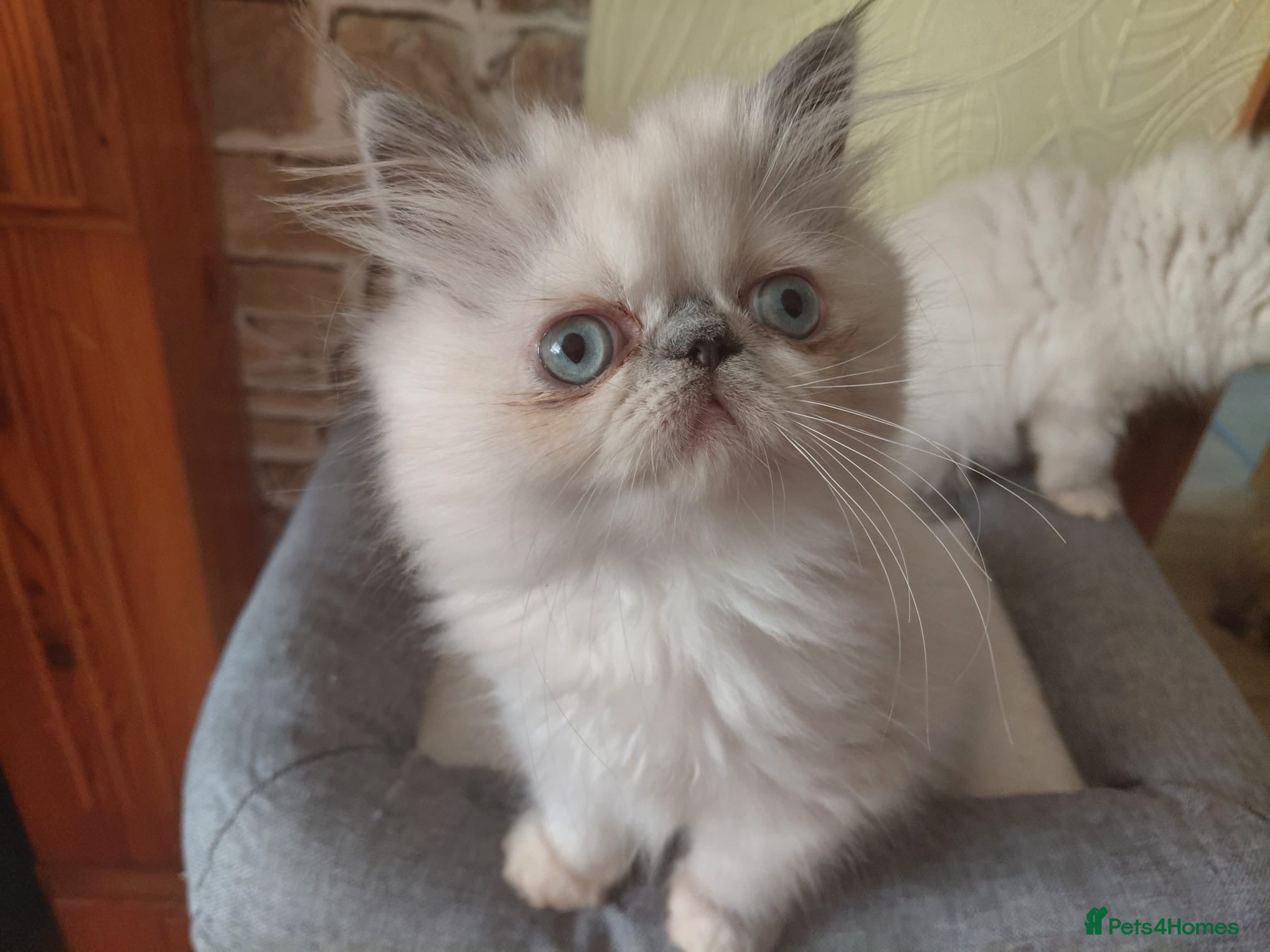 Persian cats 💕 Beautiful Kittens 💕 - Advert 2