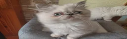 Persian cats for sale: 💕 Beautiful Kittens 💕 - Advert 1