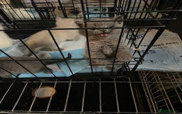 Ragdoll cats for sale: Ragdoll x British shorthair  - Image 1