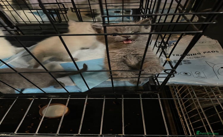 Ragdoll cats - Advert 6