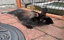 Lionhead rabbits for sale: Spayed lionhead female  - Image 2